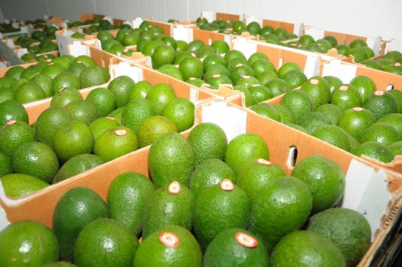 SE INCREMENTAN EXPORTACIONES DE PRODUCTOS NO TRADICIONALES PIURANOS