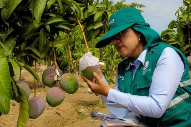Se inician las exportaciones de mango en Huarmey