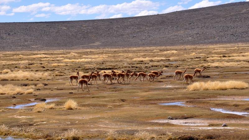 Se necesita darle mayor valor agregado a la fibra de vicuña