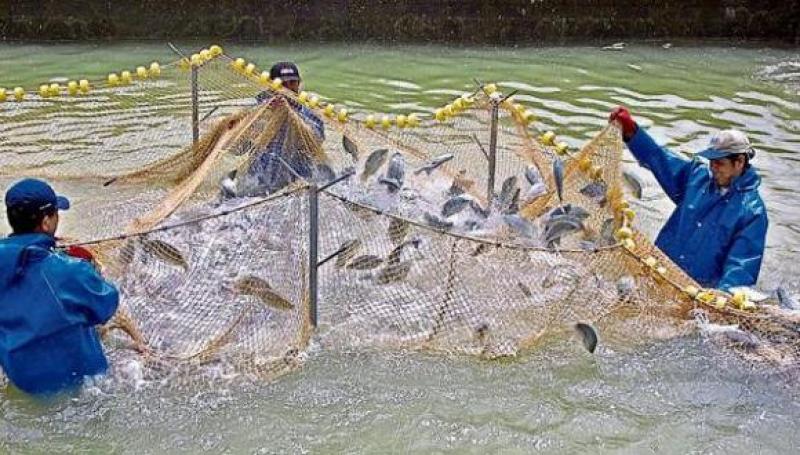 Se necesita una nueva ley para que la acuicultura peruana sea potencia mundial