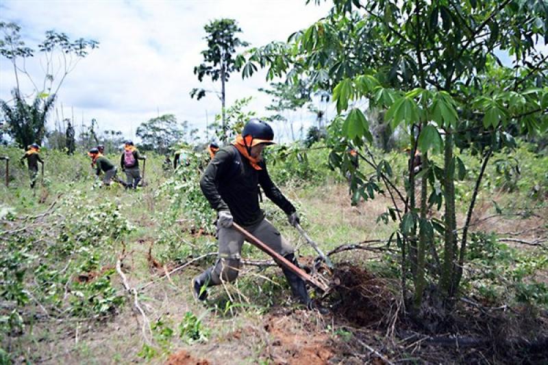 Se prevé erradicar 20.000 hectáreas de sembríos ilegales de coca este año