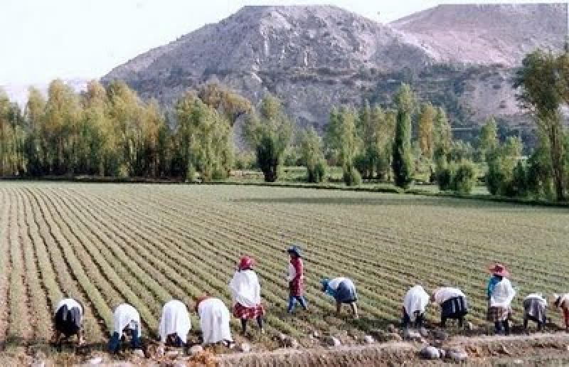 SE PREVÉ UN CRECIMIENTO MÁS LENTO DE LA PRODUCCIÓN AGRÍCOLA MUNDIAL