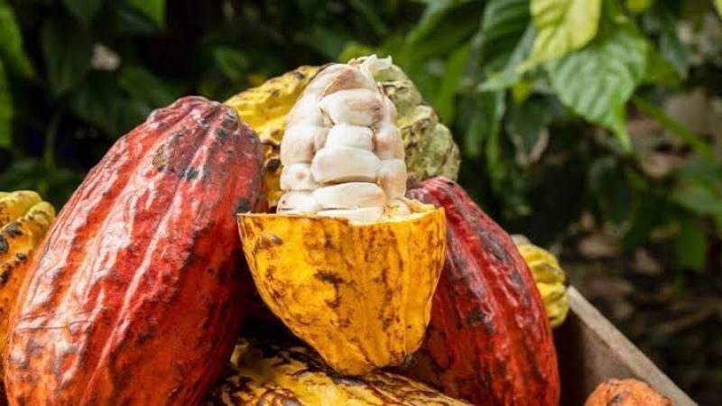 Se viene una nueva edición del Salón del Cacao y Chocolate Internacional