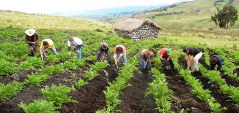 Sector agrario emplea a más de 4 millones de peruanos