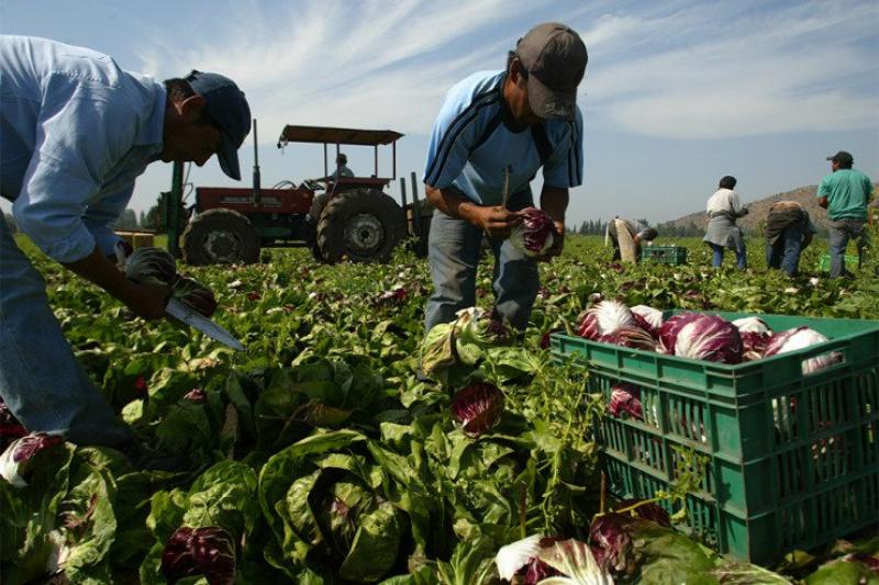Sector agrícola será responsable de la creación del 21% de nuevos empleos el próximo año