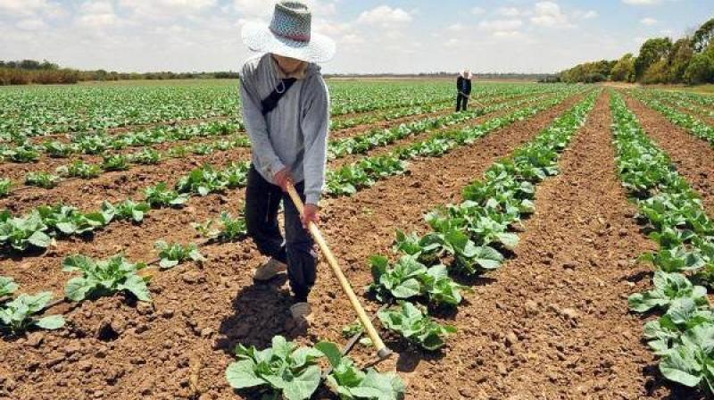 Sector agropecuario creció 4% anual entre 2011 y 2018