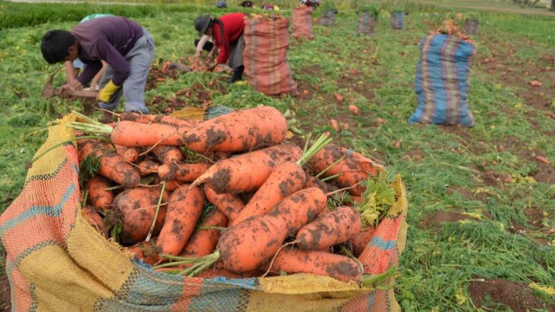 Sector agropecuario de Perú creció 4% en enero 2026