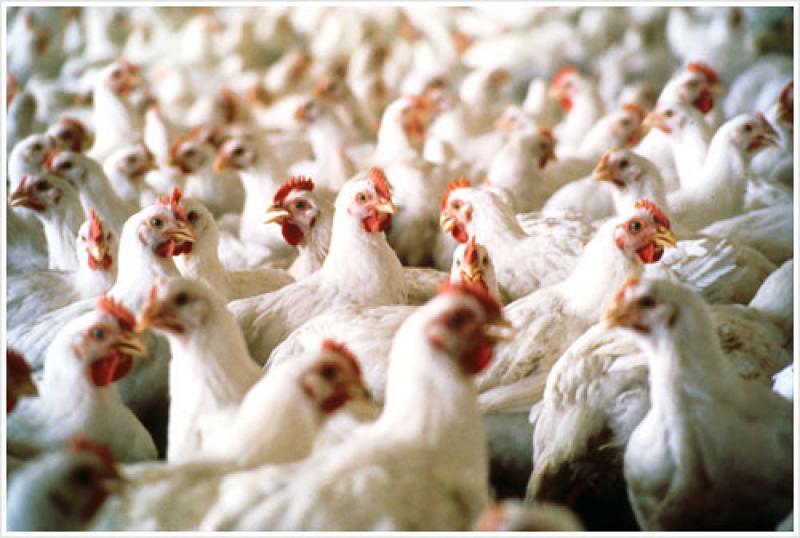Sector avícola crecería más de 5% este año
