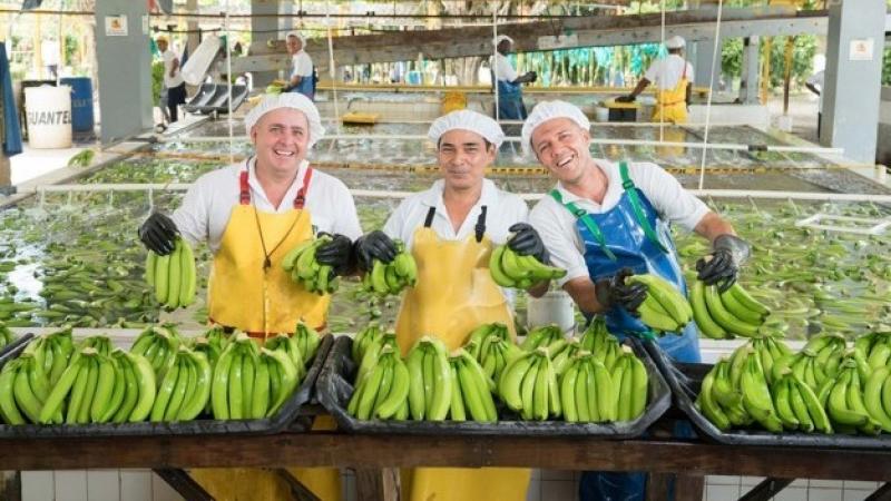 Sector bananero colombiano cierra la campaña 2024 en positivo