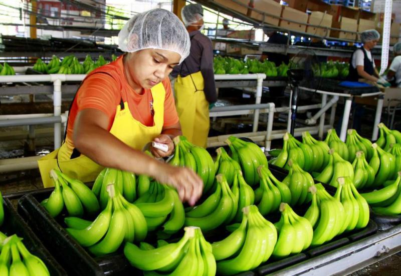 Sector bananero latinoamericano pide discutir el incremento de costos en la cadena de valor de la fruta