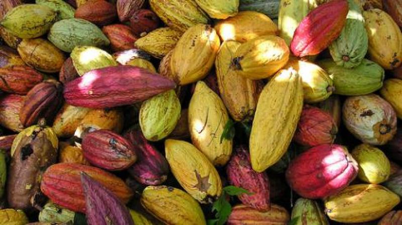 SECTOR CACAO EMPLEA CASI MEDIO MILLÓN DE PERSONAS EN PERÚ 