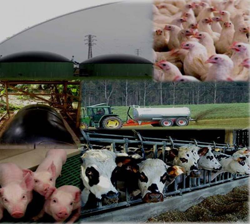 SECTOR PECUARIO CRECIÓ 4.5% EN PRIMER TRIMESTRE DEL AÑO