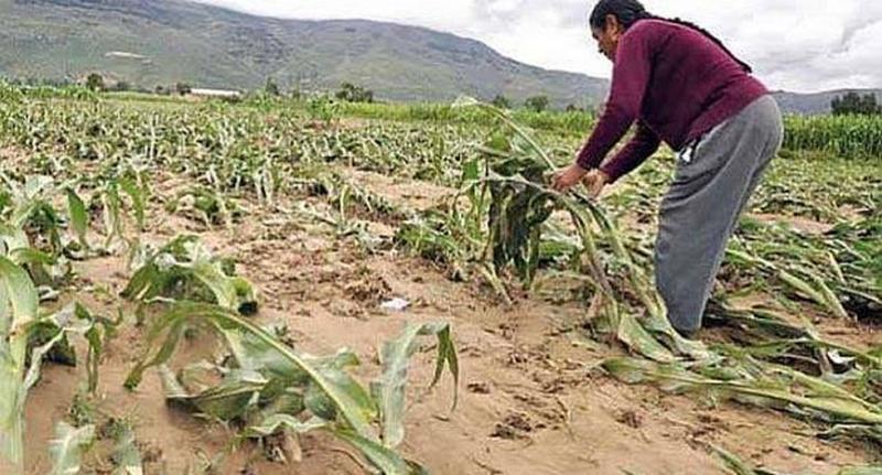 Seguro Agrario Catastrófico en campaña 2018/2019 indemnizó con S/ 23 millones a 329.633 agricultores