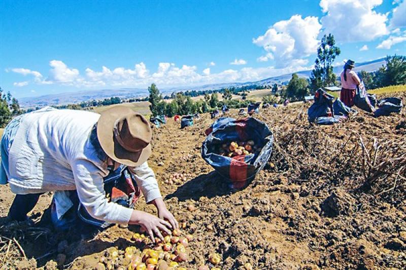 Seguro Agrícola Catastrófico incrementa monto de indemnización de S/ 650 a S/ 800 por hectárea de cultivo