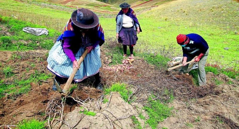 Seguro Agrícola Catastrófico prevé dar cobertura hasta en 76.000 hectáreas en Áncash