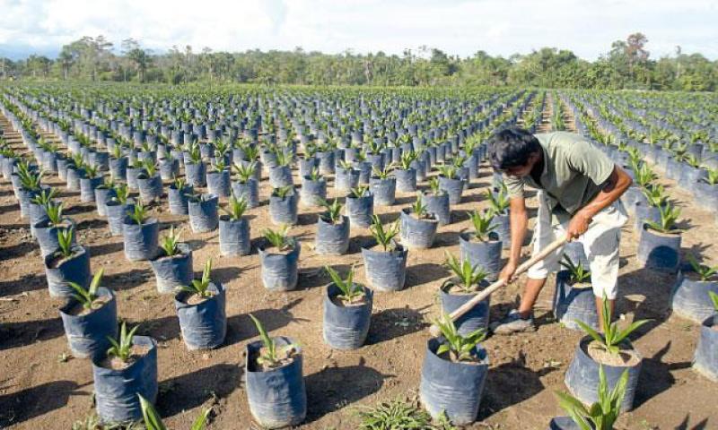 SEGURO AGRÍCOLA CUBRIRÁ 329.443 HECTÁREAS 