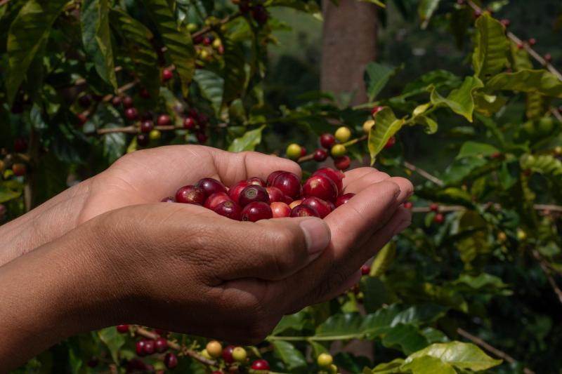 Seis tips para hacer más rentable la producción de café