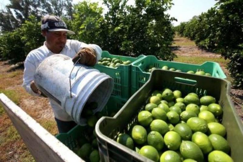 Sembrarán 115 hectáreas de kión y limón tahití en Loreto