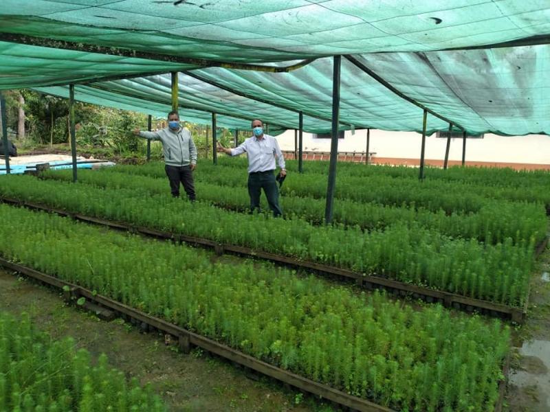 Sembrarán 400 mil plantones en 200 hectáreas de  Cajamarca