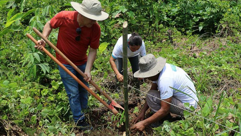 Sembrarán 50 mil plantones forestales y frutales en comunidades de la Región San Martín