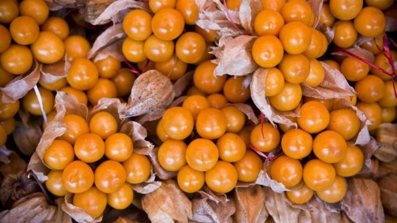 Senasa: aguaymanto peruano próximo a ingresar en Estados Unidos
