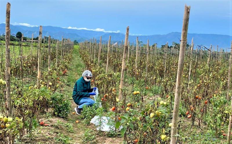 Senasa analiza alimentos agropecuarios para determinar condición sanitaria en San Martín
