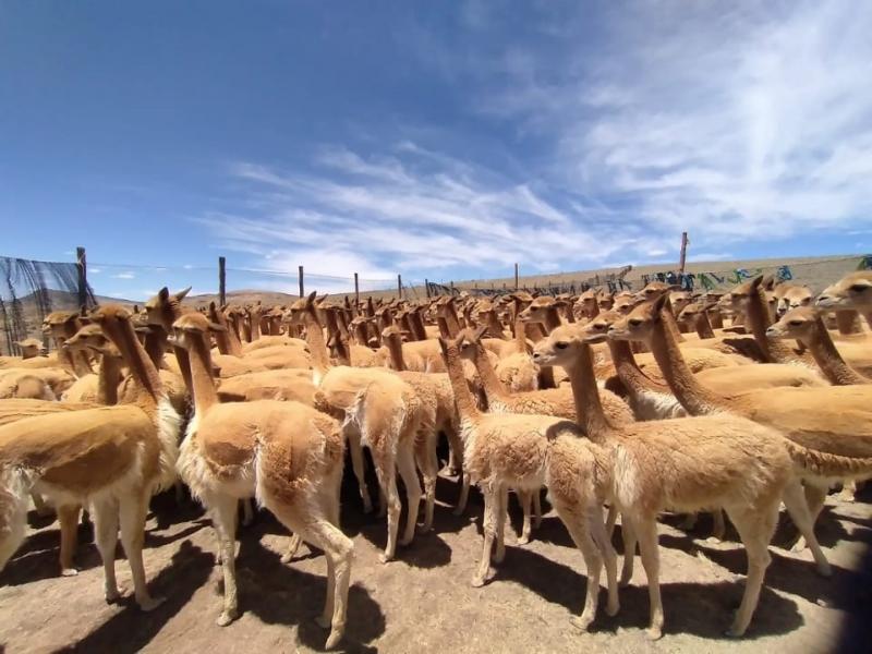Senasa aprueba plan para el control de sarna en vicuñas de 11 regiones del país