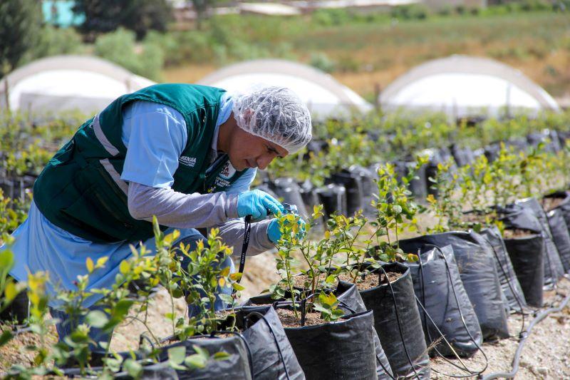 Senasa autoriza el ingreso de 75.000 plantas de arándanos de origen y procedencia de Chile