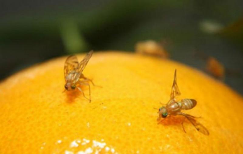 Senasa busca erradicar mosca de la fruta en 103 mil hectáreas de la costa y sierra