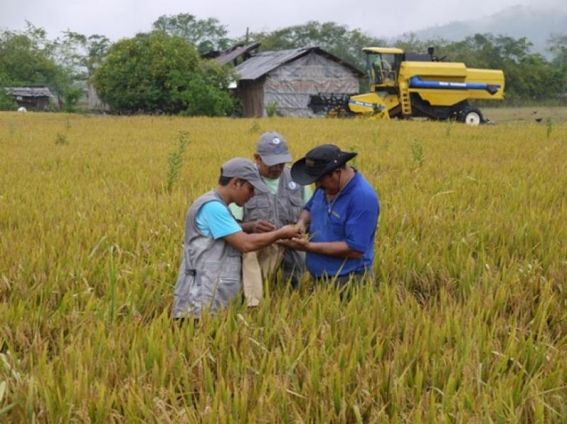 SENASA CAPACITARÁ A ARROCEROS DE SAN MARTIN PARA ERRADICAR BACTERIA BURKHOLDERIA GLUMAE