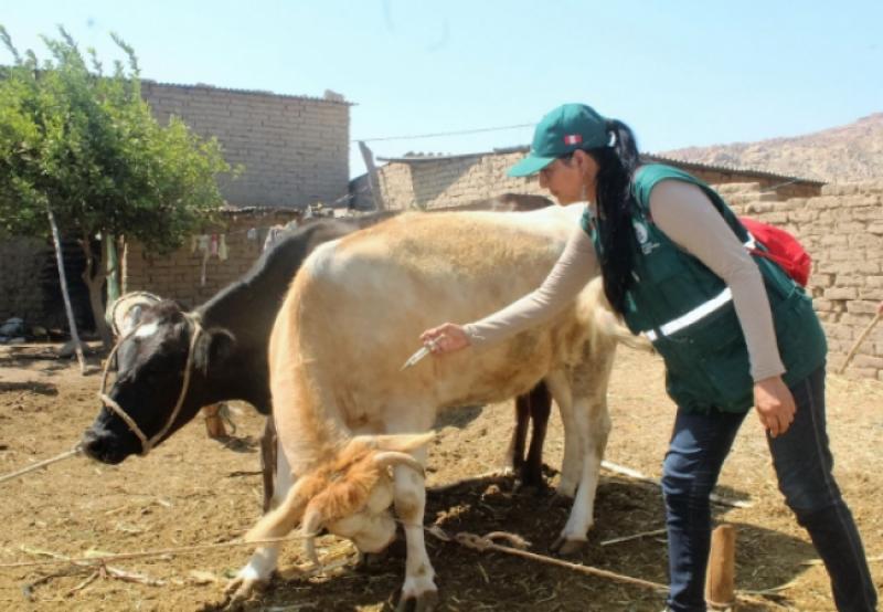 Senasa capacitará a ganaderos de Sullana en vigilancia sanitaria y manejo de plaguicidas