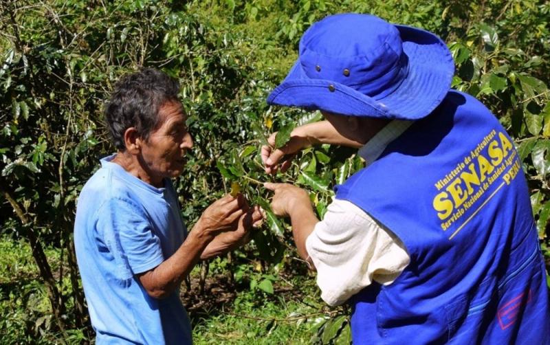 Senasa capacitó a más de 40 mil productores de cacao y café en manejo de plagas el 2017