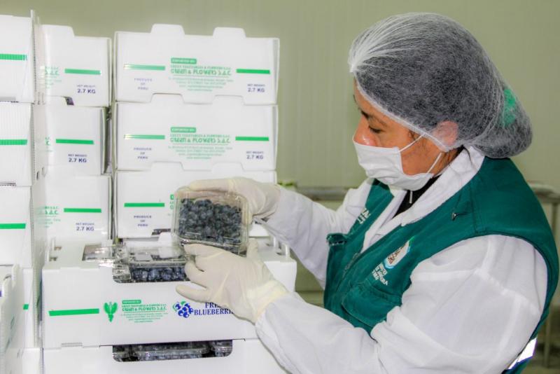 Senasa certificó sanidad de 57 toneladas de arándanos de Áncash exportadas a China