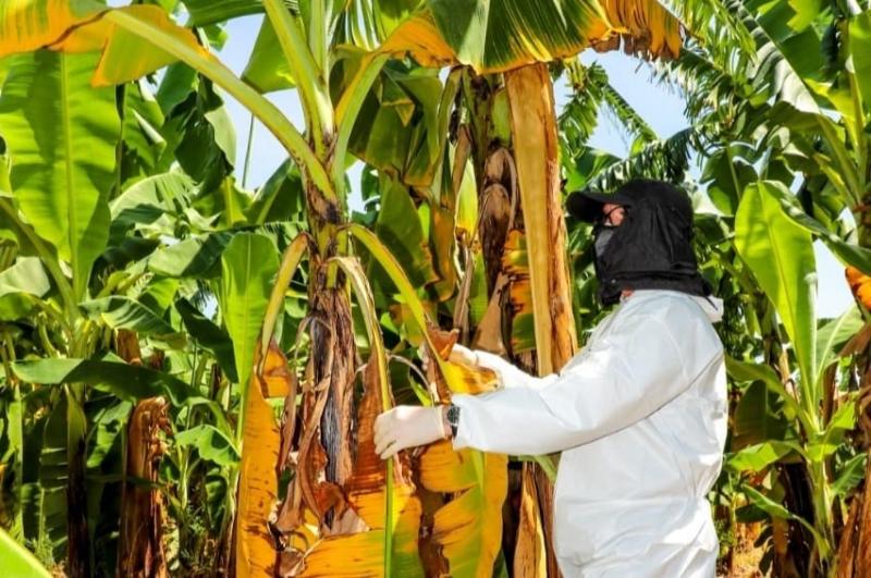 Senasa confirma brote de Fusarium Raza 4 Tropical en Piura