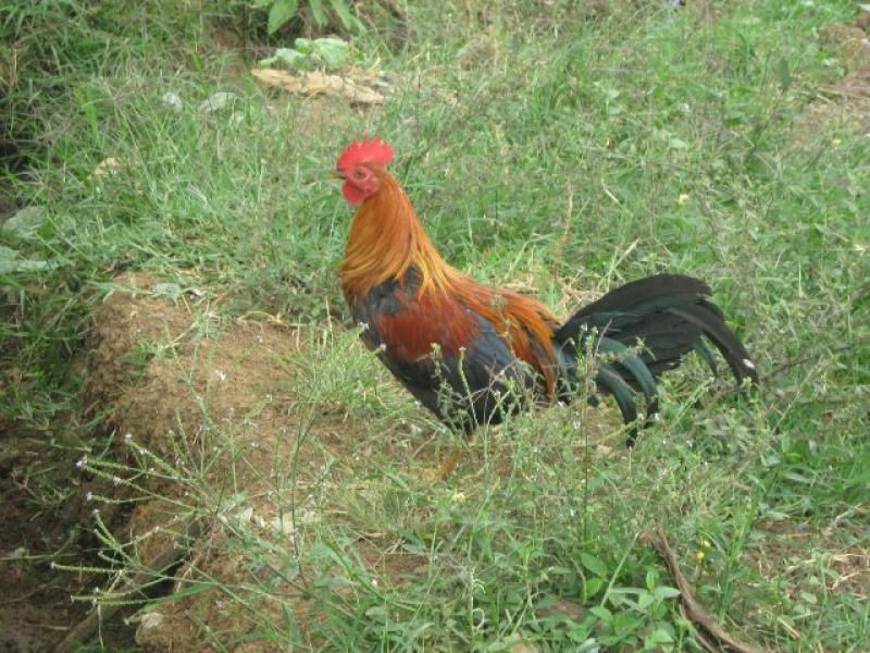 SENASA CONTROLA ENFERMEDAD DE NEWCASTLE EN AVES DE TRASPATIO