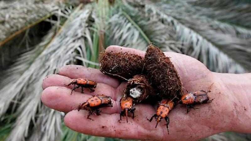 Senasa declara alerta fitosanitaria nacional por riesgo de ingreso del picudo rojo de las palmeras