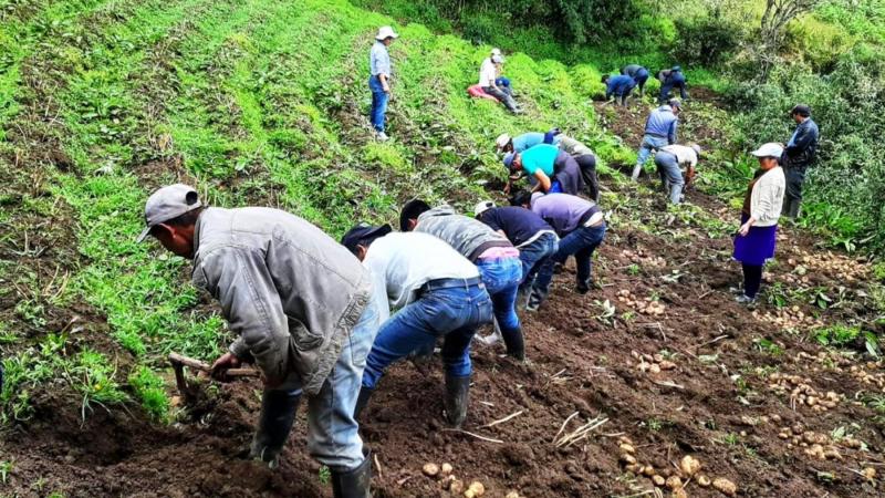 Senasa declara emergencia fitosanitaria nacional por presencia de plaga en el cultivo de papa