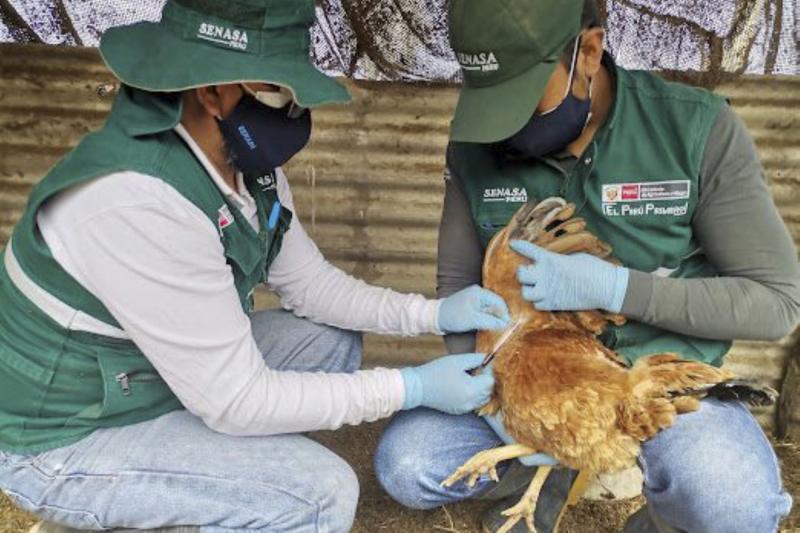 Senasa descarta influenza aviar en tres provincias de la región Arequipa