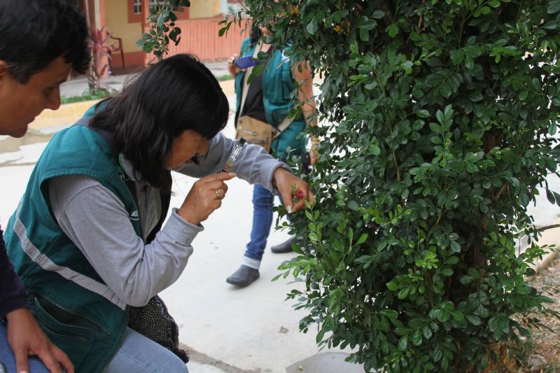 Senasa elimina foco de insecto que transmite HLB en Tumbes