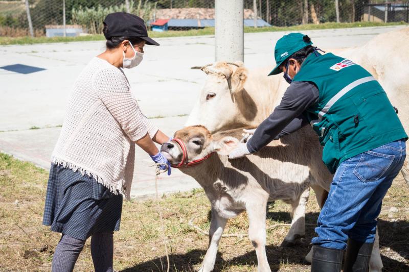 Senasa emprende acciones inmediatas para proteger a la ganadería familiar en Cajamarca