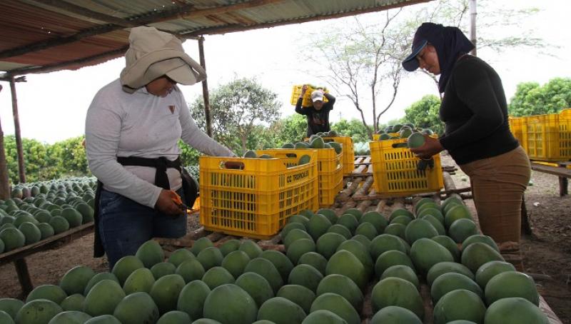 Senasa entregó más de mil certificados de lugar de producción de mango en Casma
