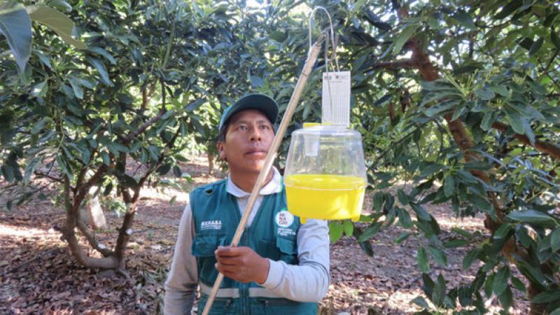 Senasa erradicará mosca de la fruta en 23 mil hectáreas de cultivos en beneficio de 4.800 productores