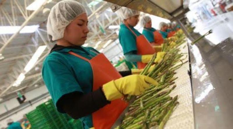 Senasa está próximo a mejorar el acceso de tres cultivos peruanos hacia Estados Unidos