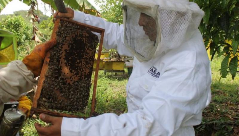 Senasa evalúa colmenas para la aplicación de tratamiento eficaz contra la Varroasis
