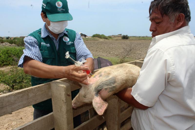 Senasa exhorta a ganaderos no adquirir ganado porcino sin certificado de vacunación