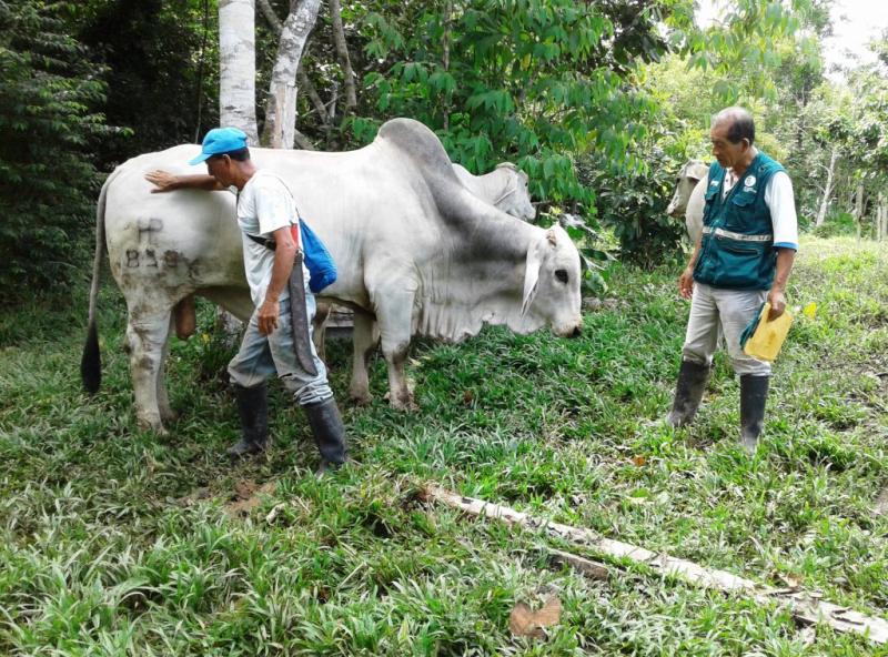 Senasa fortalecerá capacidades de más de 200 productores lecheros de Cusco