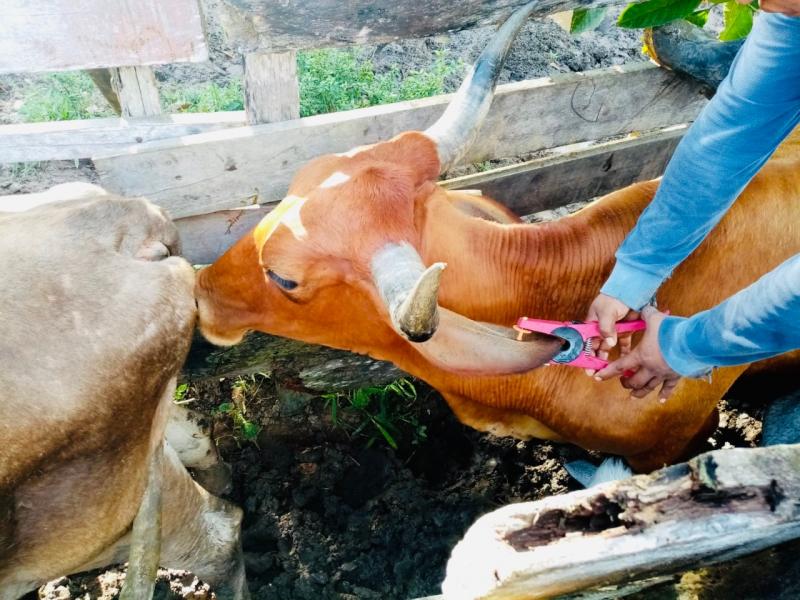  Senasa identificará ganado del Perú con uso de aretado