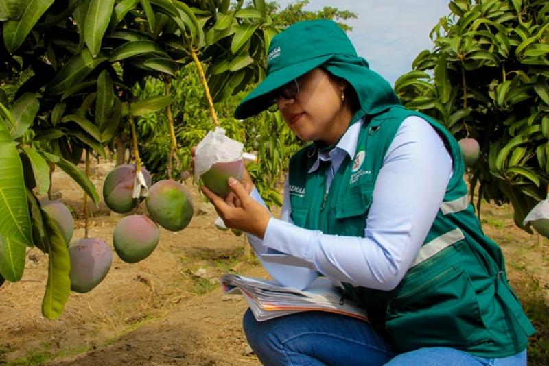 Senasa inicia certificación de campos de mango en Áncash