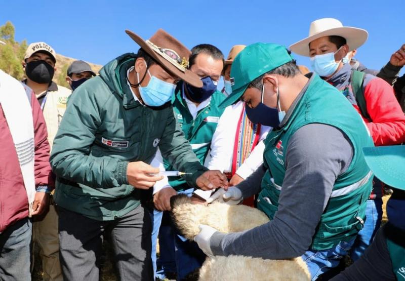 Senasa inicia segunda etapa de vacunación de animales de abastos