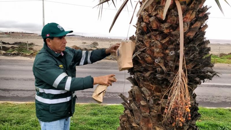 Senasa libera 20 millones de moscas de la fruta estériles cada semana en Tacna
